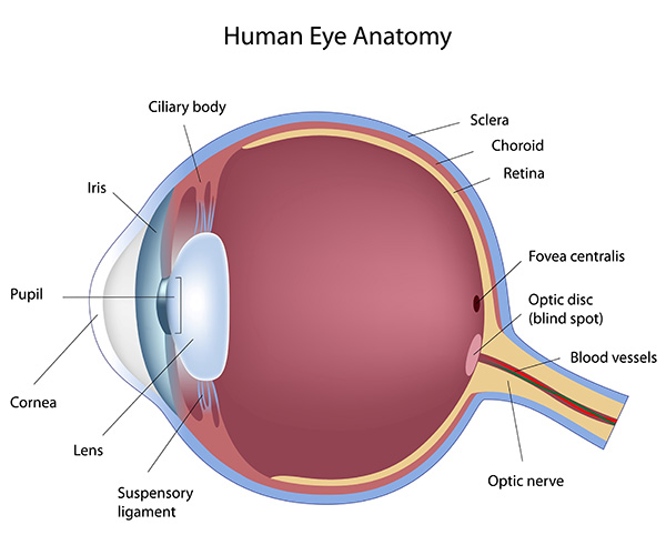 The Anatomy of the Eye